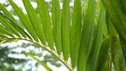 Slow motion rain drop on green leaf palm Stock Footage 109080196