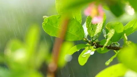 Slow-Motion rain drop on the plants Stock Footage 156028002