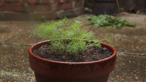 Slow Motion Rain Droplets on Dill Plant in Pot Stock-Footage 337548420