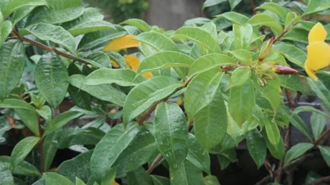 Slow Motion Rain Droplets Falling on Green Leaves Stock Footage 314472078