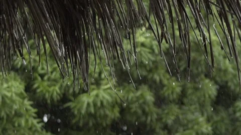 Slow Motion Rain Dropping from Palha Roof, Tabajaras Indigenous Village, Conde Stock Footage 320571338