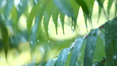 Slow Motion Rain Drops Dripping From Green Leaves Fern During Rain. Close-up Stock Footage 212872438