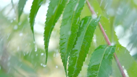 Slow Motion Rain Drops Dripping From Green Leaves Fern During Rain. Close-up Video stock 256138955