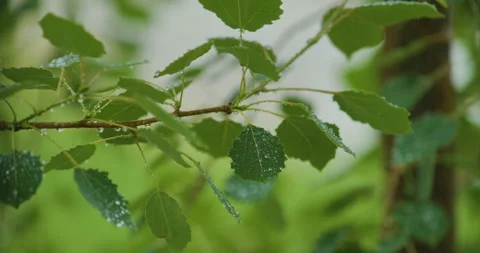 Slow Motion Rain Drops Dripping From Green Leaves Birch of Tree During Rain.. Stock Footage 284200660