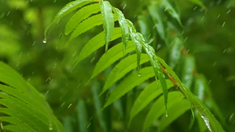 Slow Motion Rain Drops Dripping From Green Leaves Fern During Rain. Calm Re.. Stock-Footage 303591956