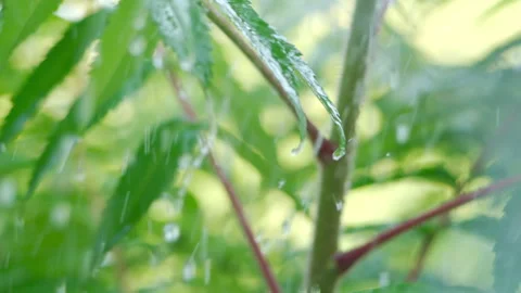 Slow Motion Rain Drops Dripping From Green Leaves Fern During Rain. Close-u.. Video stock 304291626