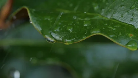 Slow Motion Rain Drops Dripping From Green Leaves Magnolia During Rain. Cal.. Stock-Footage 313083380