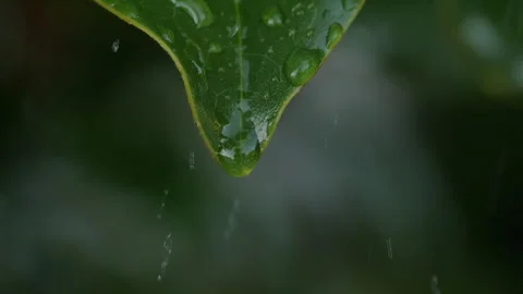 Slow Motion Rain Drops Dripping From Green Leaves Magnolia During Rain Stock-Footage 313199295