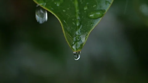 Slow Motion Rain Drops Dripping From Green Leaves Magnolia During Rain. Cal.. Stock-Footage 314749333