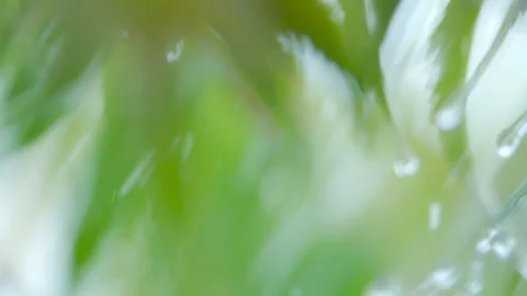 Slow Motion Rain Drops Dripping From Green Leaves Fern During Rain. Close-u.. Stock Footage 326939796