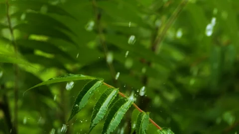 Slow Motion Rain Drops Dripping From Green Leaves Fern During Rain. Calm Re.. Stock Footage 328322707