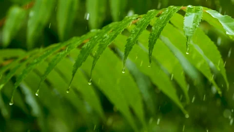 Slow Motion Rain Drops Dripping From Green Leaves Fern During Rain. Calm Re.. Stock Footage 328352179