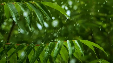 Slow Motion Rain Drops Dripping From Green Leaves Fern During Rain. Calm Re.. Stock Footage 328352271