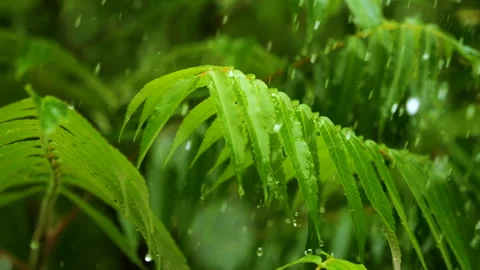 Slow Motion Rain Drops Dripping From Green Leaves Fern During Rain. Calm Re.. Video stock 328352314