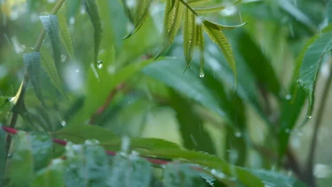 Slow Motion Rain Drops Dripping From Green Leaves Fern During Rain. Close-u.. Stock Footage 331252455