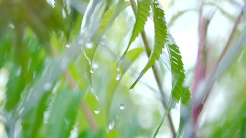 Slow Motion Rain Drops Dripping From Green Leaves Fern During Rain. Close-u.. Video stock 331253218