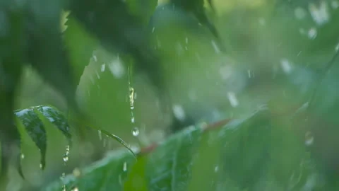 Slow Motion Rain Drops Dripping From Green Leaves Fern During Rain. Close-u.. Video stock 331253489