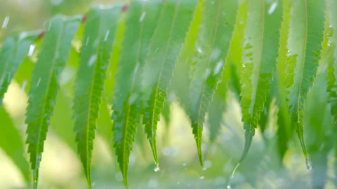 Slow Motion Rain Drops Dripping From Green Leaves Fern During Rain. Close-u.. Stock Footage 331253534