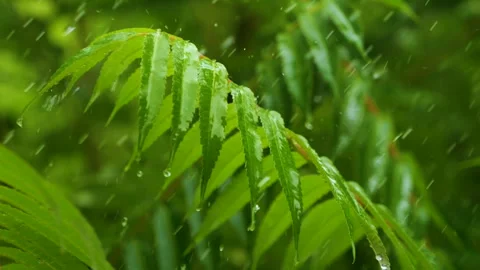 Slow Motion Rain Drops Dripping From Green Leaves Fern During Rain. Calm Re.. Stockbeeldmateriaal 343667230