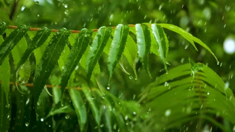 Slow Motion Rain Drops Dripping From Green Leaves Fern During Rain. Calm Re.. Stock Footage 343667294