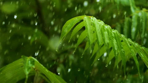 Slow Motion Rain Drops Dripping From Green Leaves Fern During Rain. Calm Re.. Video stock 343668584