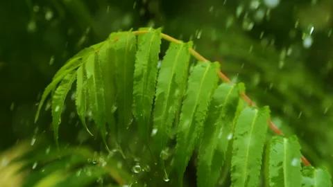 Slow Motion Rain Drops Dripping From Green Leaves Fern During Rain. Calm Re.. Video stock 343669040