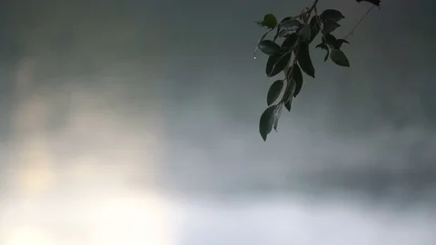 Slow motion rain drops falling from leafs onto a lake. Stock Footage 83405969