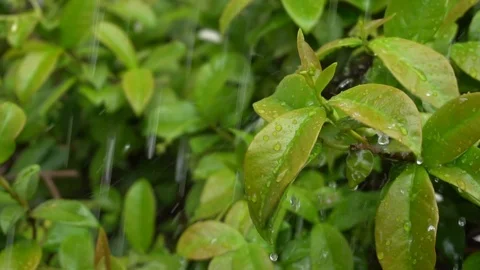 Slow Motion of Rain Drops Falling on Leaves, close-up/macro Stock Footage 89977652