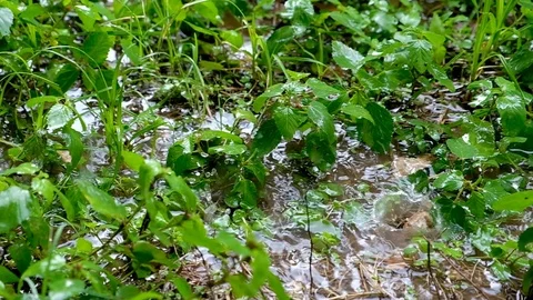 Slow motion of rain drops falling in a garden puddle with water drops splashing Video stock 103538641