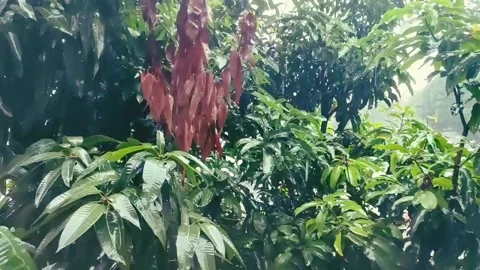 Slow motion rain drops falling on the leaves Stock-Footage 136324231