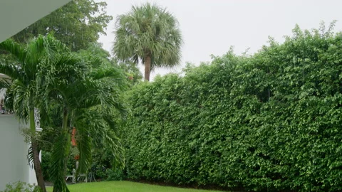 Slow motion rain drops falling on ground against bushes on garden back yard Stock Footage 221460801