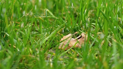 Slow motion of rain drops falling in green grassy meadow with dry leaf Stock Footage 277936883