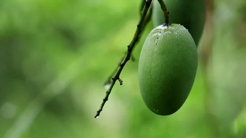 Slow Motion Rain Drops Falling On Raw Mango In Monsoon Видео 331780511
