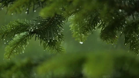Slow Motion Rain Drops on Pine Leaf. Heavy Rain Falling Fir Tree Branch. Wa.. Stock-Footage 297416209