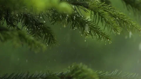 Slow Motion Rain Drops on Pine Leaf. Heavy Rain Falling Fir Tree Branch. Wa.. Stock Footage 308884385