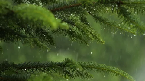 Slow Motion Rain Drops on Pine Leaf. Heavy Rain Falling Fir Tree Branch. Wa.. Video stock 328467746