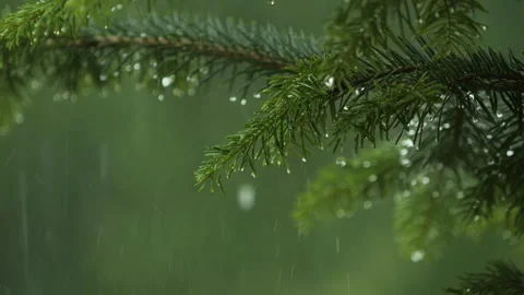 Slow Motion Rain Drops on Pine Leaf. Heavy Rain Falling Fir Tree Branch. Wa.. Stock Footage 328467947