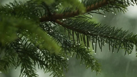 Slow Motion Rain Drops on Pine Leaf. Heavy Rain Falling Fir Tree Branch. Wa.. Stock Footage 328468124