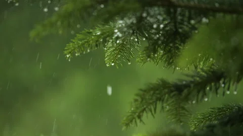 Slow Motion Rain Drops on Pine Leaf. Heavy Rain Falling Fir Tree Branch. Wa.. Stock Footage 328468179