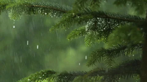 Slow Motion Rain Drops on Pine Leaf. Heavy Rain Falling Fir Tree Branch. Wa.. Stock Footage 336869498