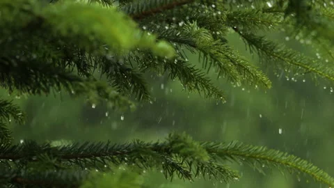 Slow Motion Rain Drops on Pine Leaf. Heavy Rain Falling Fir Tree Branch. Wa.. Stock Footage 336870326