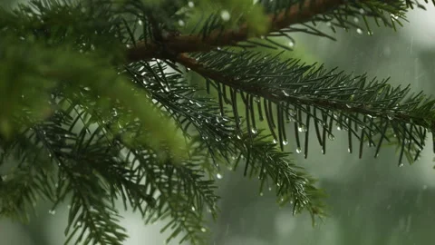 Slow Motion Rain Drops on Pine Leaf. Heavy Rain Falling Fir Tree Branch. Wa.. Stock Footage 336904245