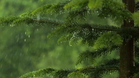 Slow Motion Rain Drops on Pine Leaf. Heavy Rain Falling Fir Tree Branch. Wa.. Stock Footage 336904314