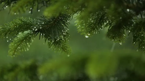 Slow Motion Rain Drops on Pine Leaf. Heavy Rain Falling Fir Tree Branch. Wa.. Stock Footage 336904362