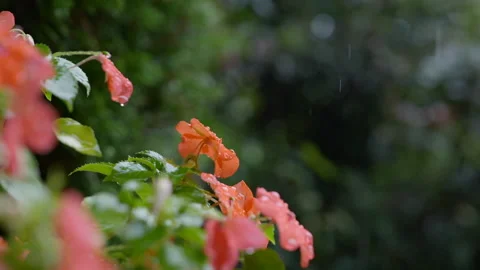 Slow motion rain drops on red flowers close up Video stock 170375771