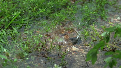 Slow Motion Rain Drops Splashing in Puddle Among Green Grass Stock Footage 337013723