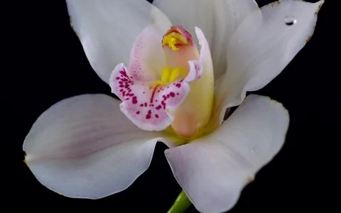 Slow motion rain drops on white orchid, close up Stock Footage 96345406