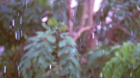 Slow motion rain falling and droplets on tree background is beuaty Stock Footage 113971347