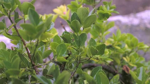 Slow Motion Rain Falling on Green Plant Stock Footage 322055784