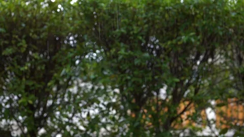 Slow motion rain falling in nature Stock Footage 93778924